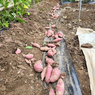 오케바리(옥경종)님의 고구마 · 영농일지 작성글 사진