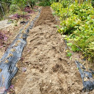 오케바리(옥경종)님의 고구마 · 영농일지 작성글 사진