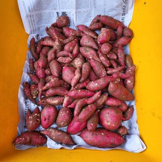 오케바리(옥경종)님의 고구마 · 영농일지 작성글 사진