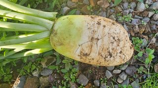 이부균님의 농사, 무엇이든 물어보세요! · 참여글 작성글 사진