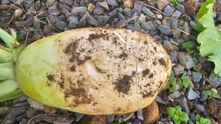 이부균님의 농사, 무엇이든 물어보세요! · 참여글 작성글 사진