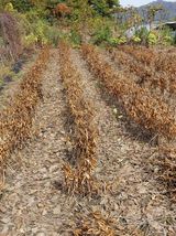 팜모닝 11월 농사 계획 공유하기·참여글 게시글 이미지