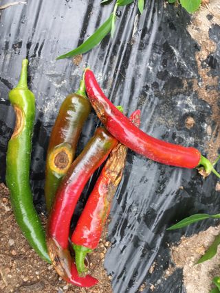 배상열님의 고추 · 병해충상담 작성글 사진