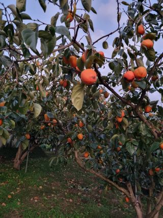 자연농원 윤상수님의 감 · 영농일지 작성글 사진