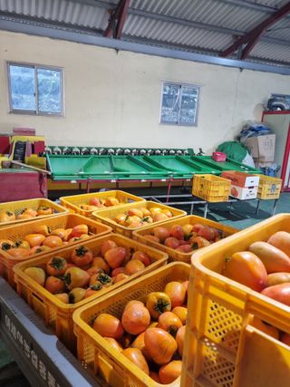 자연농원 윤상수님의 감 · 영농일지 작성글 사진