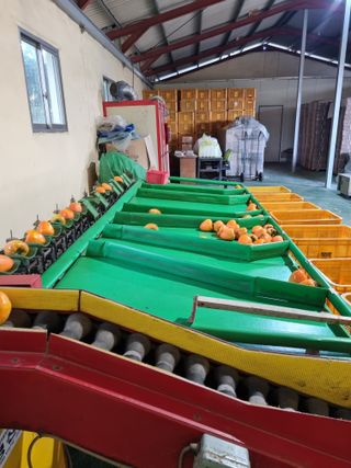 자연농원 윤상수님의 감 · 영농일지 작성글 사진