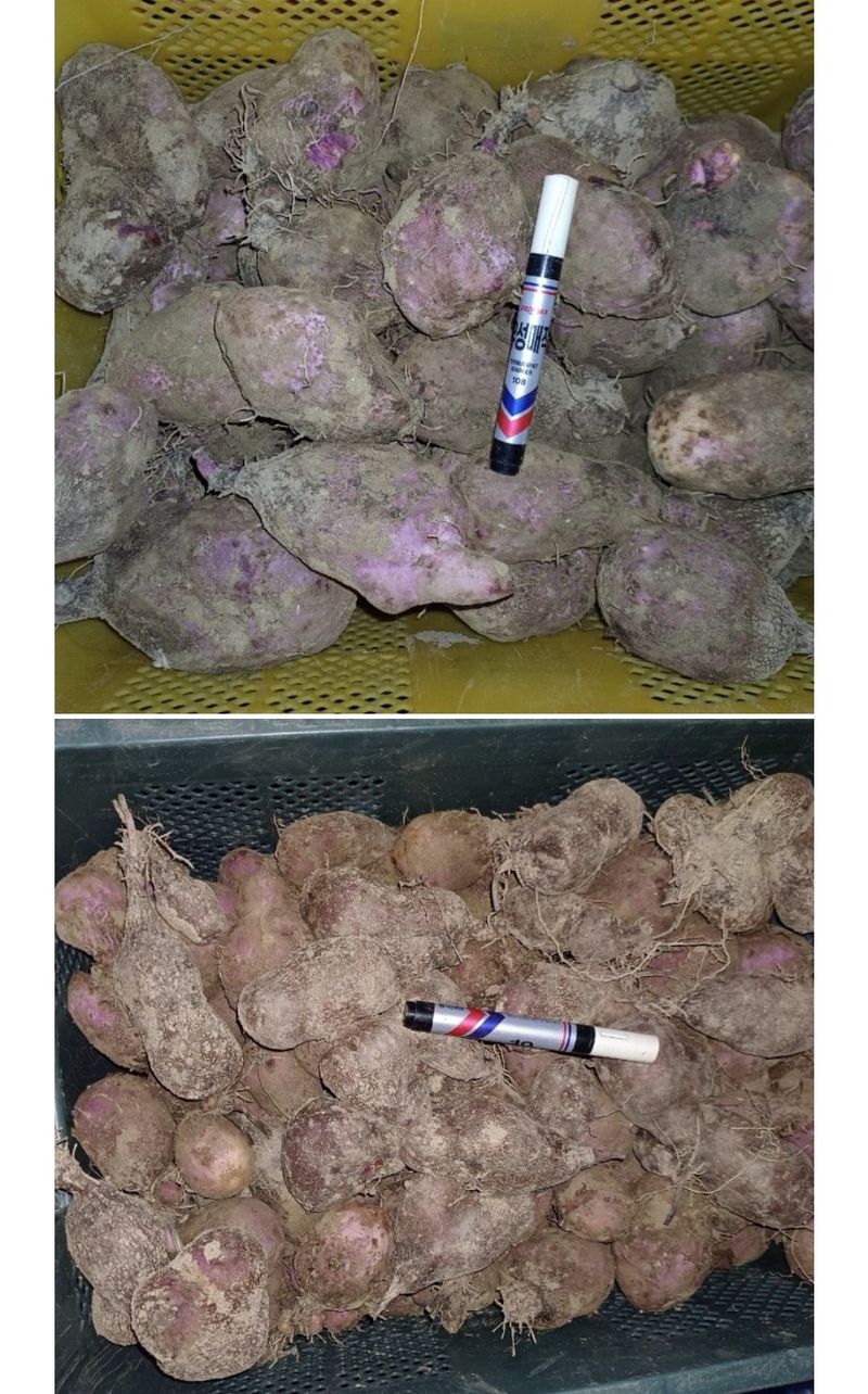 장터 상품 [(마감)2차 자색마 종자.식용 판매] 썸네일