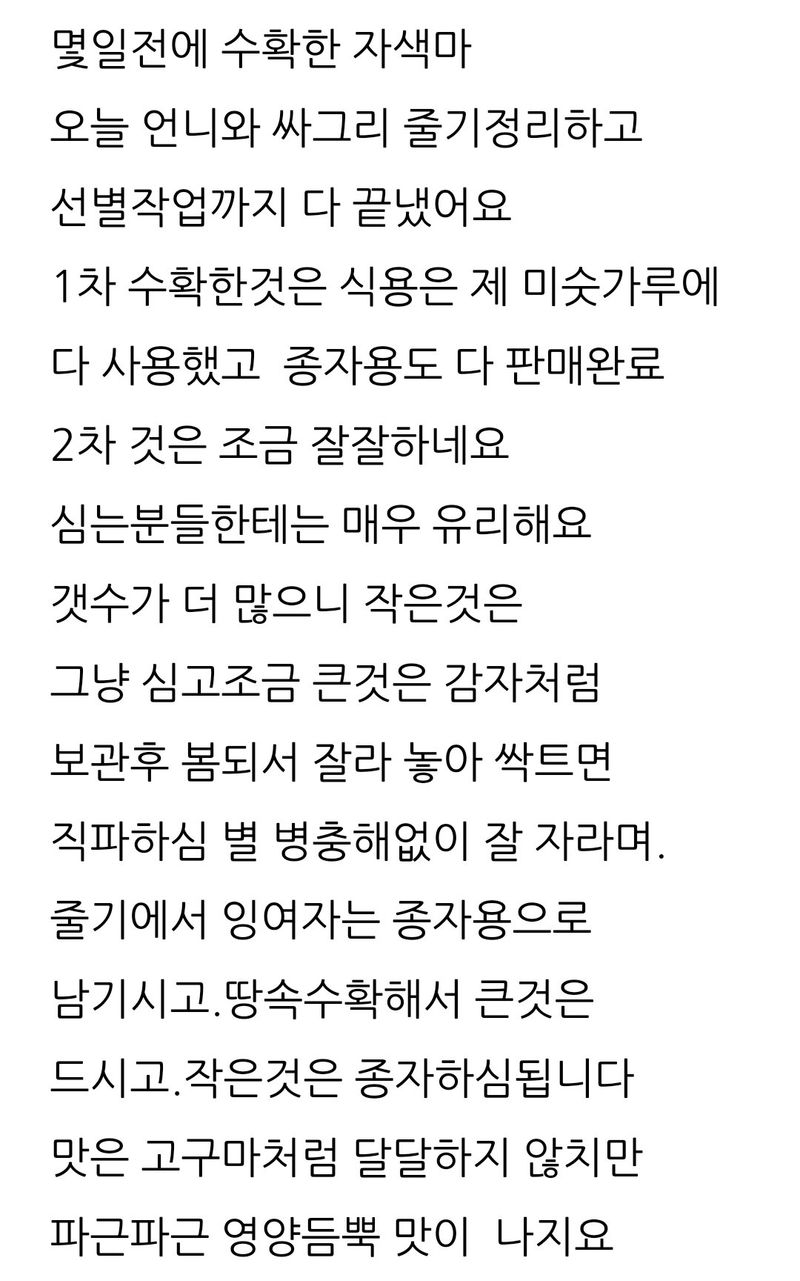 삼성농산님의 장터 판매 상품 [(마감)2차 자색마 종자.식용 판매] 첨부 사진