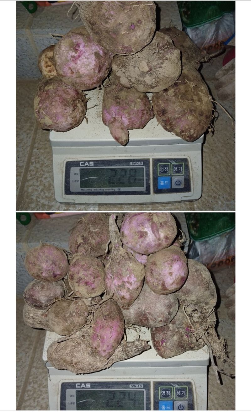 삼성농산님의 장터 판매 상품 [(마감)2차 자색마 종자.식용 판매] 첨부 사진