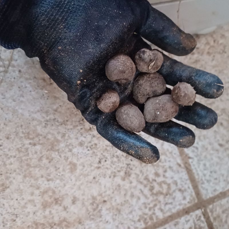 삼성농산님의 장터 판매 상품 [(마감)2차 자색마 종자.식용 판매] 첨부 사진