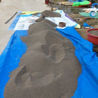 홍순원님의 들깨 · 영농일지 작성글 사진