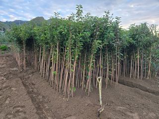 일심묘목농원님의 자유주제 · 자유게시판 작성글 사진