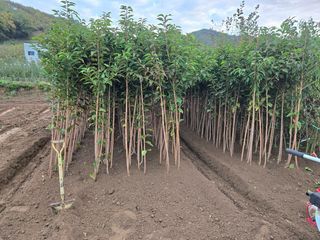 일심묘목농원님의 자유주제 · 자유게시판 작성글 사진