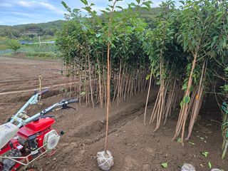 일심묘목농원님의 자유주제 · 자유게시판 작성글 사진