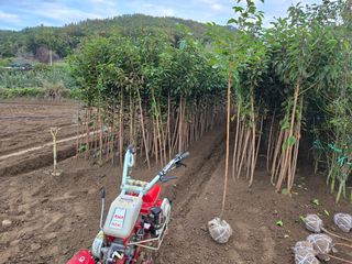 일심묘목농원님의 자유주제 · 자유게시판 작성글 사진