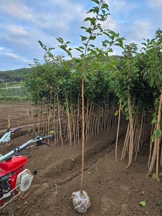 일심묘목농원님의 자유주제 · 자유게시판 작성글 사진
