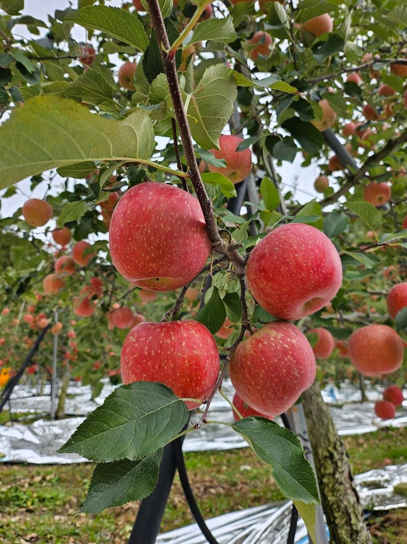 하늘아래사과나무님의 장터 판매 상품 [+ 2025년 봉화 부사 정품 사과 +] 첨부 사진