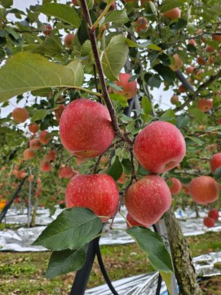 하늘아래사과나무님의 작성글 사진