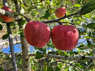 하늘아래사과나무님의 작성글 사진