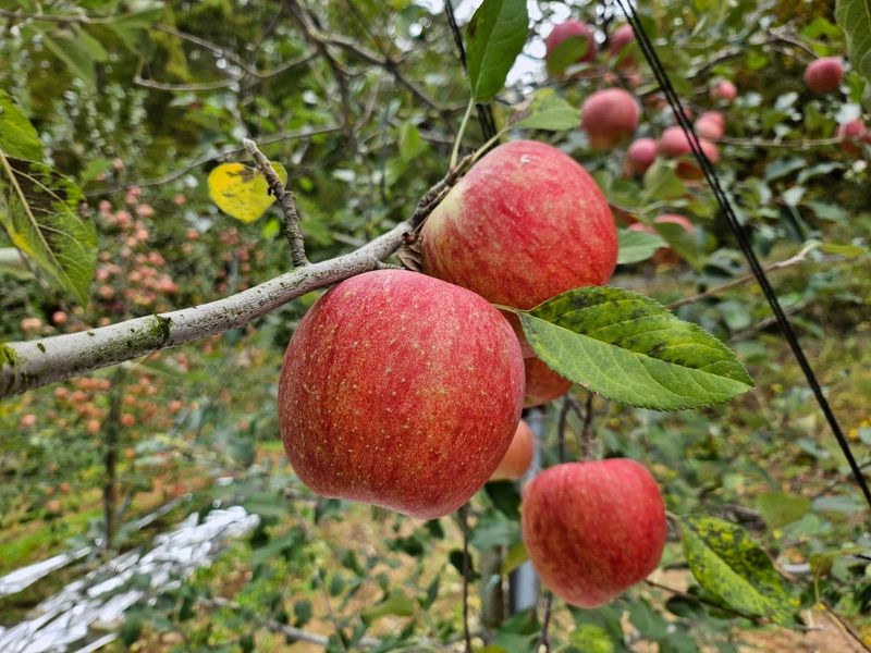 하늘아래사과나무님의 장터 판매 상품 [+ 2025년 봉화 부사 정품 사과 +] 첨부 사진