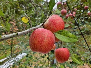하늘아래사과나무님의 작성글 사진