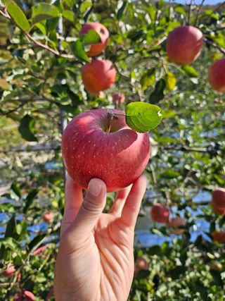 하늘아래사과나무님의 작성글 사진