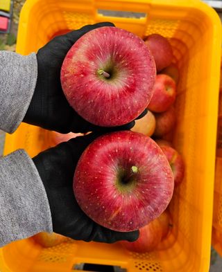 하늘아래사과나무님의 작성글 사진