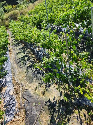 고영희님의 11월 농사 계획 공유하기 · 참여글 작성글 사진