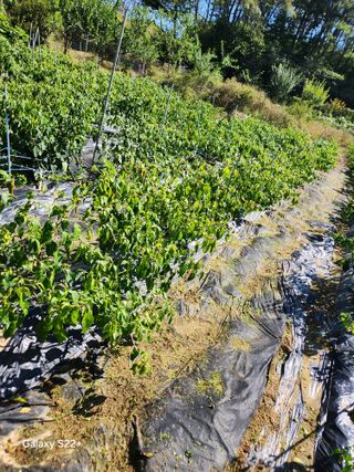 고영희님의 11월 농사 계획 공유하기 · 참여글 작성글 사진