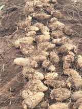 팜모닝 자유주제·자유게시판 게시글 이미지