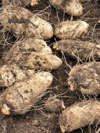 둥근마지기님의 자유주제 · 자유게시판 작성글 사진