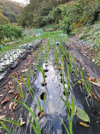박정미님의 11월 농사 계획 공유하기 · 참여글 작성글 사진