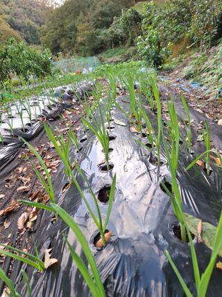 박정미님의 11월 농사 계획 공유하기 · 참여글 작성글 사진