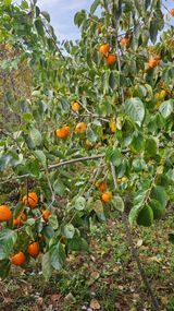 팜모닝 감·영농일지 게시글 이미지