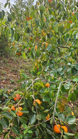 임상근님의 감 · 영농일지 작성글 사진