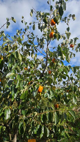 임상근님의 감 · 영농일지 작성글 사진