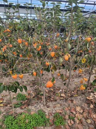 상근농원김덕주님의 기타작물 · 영농일지 작성글 사진