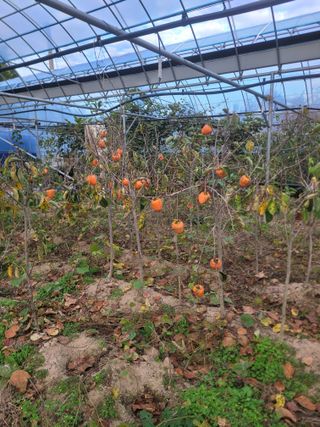 상근농원김덕주님의 기타작물 · 영농일지 작성글 사진