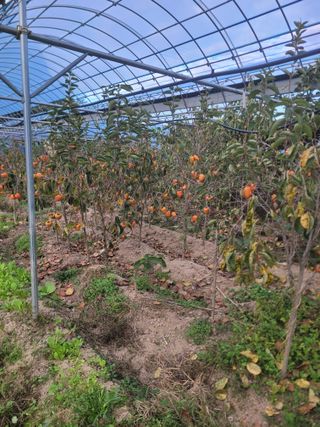 상근농원김덕주님의 기타작물 · 영농일지 작성글 사진