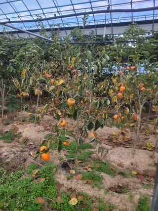 상근농원김덕주님의 기타작물 · 영농일지 작성글 사진