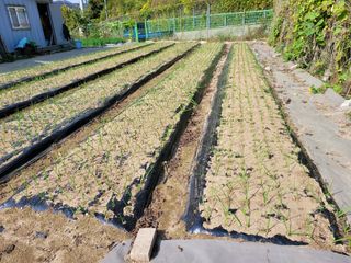 땅땅님의 마늘 · 일상 작성글 사진