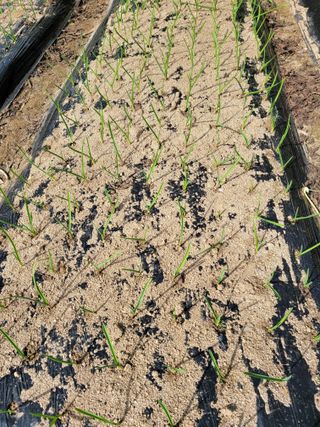 땅땅님의 마늘 · 일상 작성글 사진