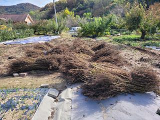 땅땅님의 마늘 · 일상 작성글 사진