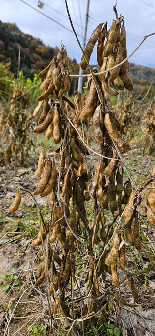 힐스님의 11월 농사 계획 공유하기 · 참여글 작성글 사진