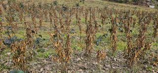 힐스님의 11월 농사 계획 공유하기 · 참여글 작성글 사진