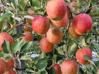 방재복님의 11월 농사 계획 공유하기 · 참여글 작성글 사진