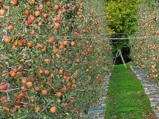 방재복님의 11월 농사 계획 공유하기 · 참여글 작성글 사진