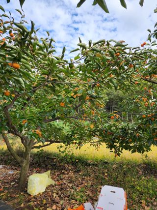 밀양달콤팜님의 자유주제 · 자유게시판 작성글 사진