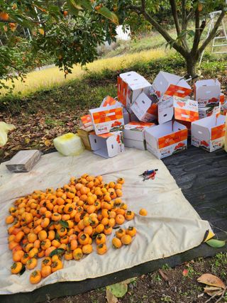 밀양달콤팜님의 자유주제 · 자유게시판 작성글 사진