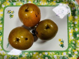 광양밤실매실농장님의 작성글 사진